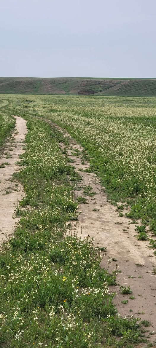 سلام عليكم
العندو غنم ينطيهن بشهر انعجه عل 4الف دينار اني اسرح وبجزيره وربيع ماشاءالله وجزيره مفتوحه ***********
