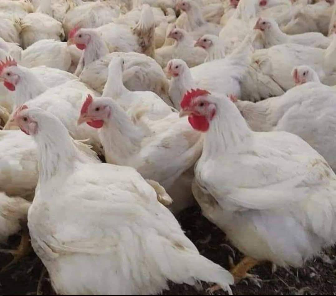 حصرا دجاجنه فقط عراقي وليس شمالي غدا سيكون أول يوم استفتاح خير توصيل متوفر دور الزراعة من الاولا للخامسه اهلا وسهلا بالجميع كل الحب والاحترام لكل اهلنا في دور الزراعة وجوارها
موقعنه دور الزراعة الثالثه يتوفر فريش مقطع افخاذ+ صدر+اركاب+اجنحه+حواصل+كبده+دجاج 🐔 كامل مقطع


**إذا كنت صاحب هذا الإعلان وتريد حذفه لأي سبب، رجاءا أرسل رسالة إلى الدعم الفني**