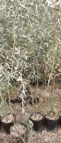 السلام عليكم متوفر. كالمتوز. سطل 26.  ارتفاع 3متر.
سندان 19.  ارتفاع. مترين ونص.  

اسعار جمله.  والتوصيل مجاني.

***********.   العنوان حله. قرب الجامعه الاهليه
