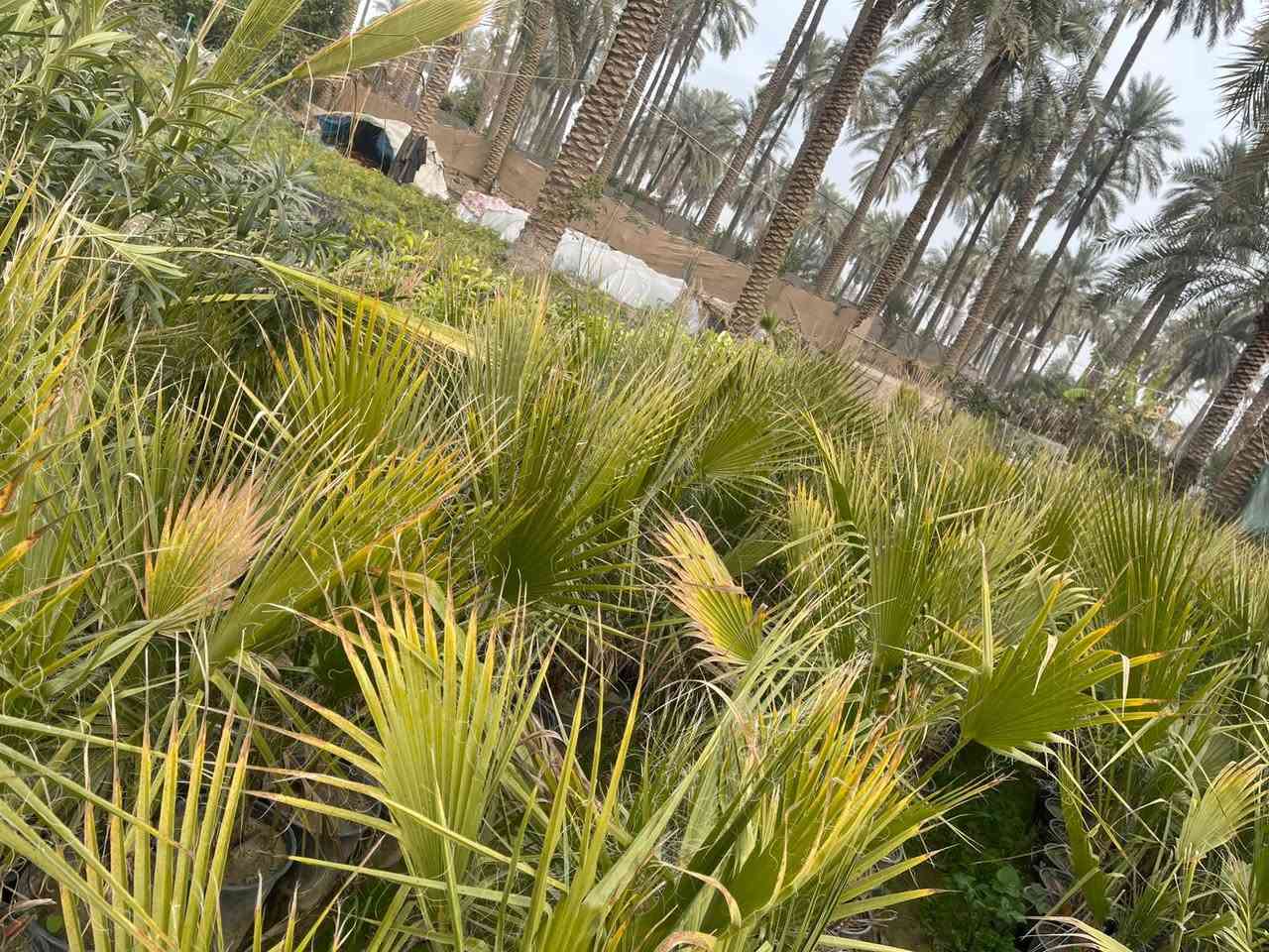 نخل واشنطنيا نخل الزينه حجم السندان 24 21
يوجد توصيل داخل بغداد لطلب والاستفسار المراسلة خاص


**إذا كنت صاحب هذا الإعلان وتريد حذفه لأي سبب، رجاءا أرسل رسالة إلى الدعم الفني**