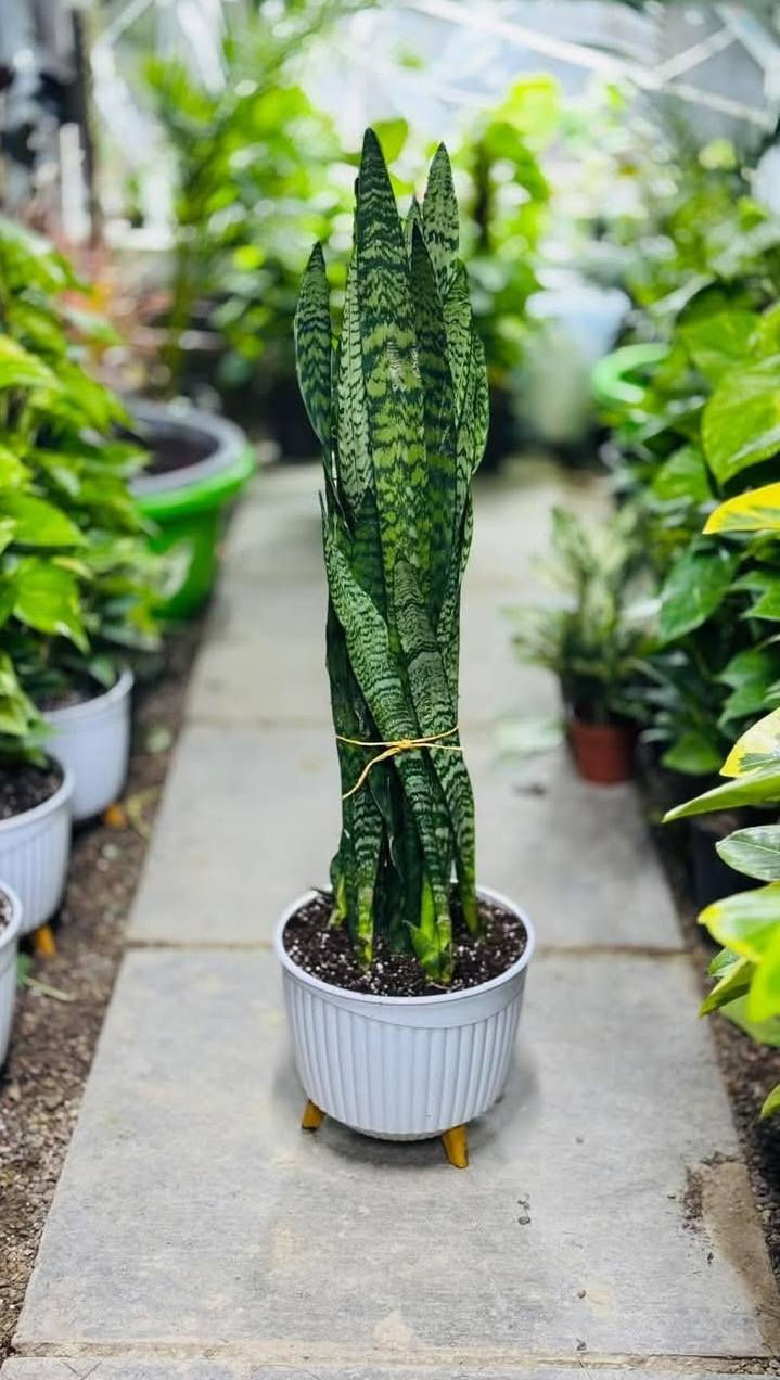 خلي المكان يشع خضار 🌿
نباتات ظليّة راقية تناسب كل الأذواق
✔️ أسعار تنافسية
✔️ أحجام مختلفة (صغير – متوسط – كبير)
✔️ للبيوت، المكاتب، المحلات، والكافيهات
📍 مشتل الأميال – مغربة
مقابل حي المعلمين الجديد
مجاور شرطة K9
📞 للاستفسار: ***********
زورونا وشوفوا الفرق بنفسكم 🌱
#نباتات_ظلية #مشتل_الأميال #ديكور_منزلي #نباتات #خضار_دايم #ميسان
