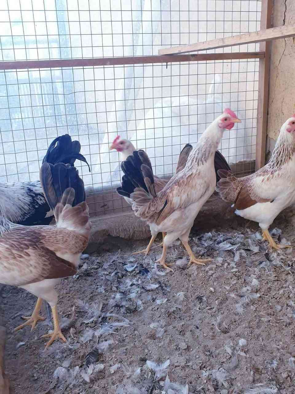 السلام عليكم سيت دجاج دندراوي ديك ودجاجتين للبيع إذا بس ديك موجود الشراي على الخاص او ***********
