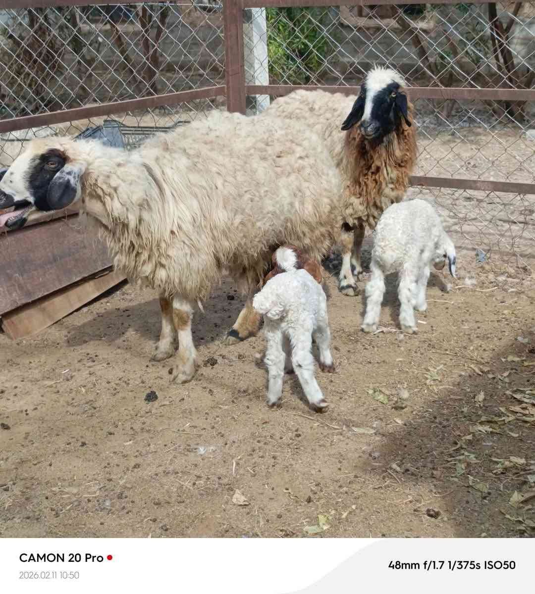 زوج نعاج وراجين مطافيل جواهن فطايم  خير من الله مكاني بغداد التاجي  ماعندي توصيل رقم
***********
***********واتساب 
***********
