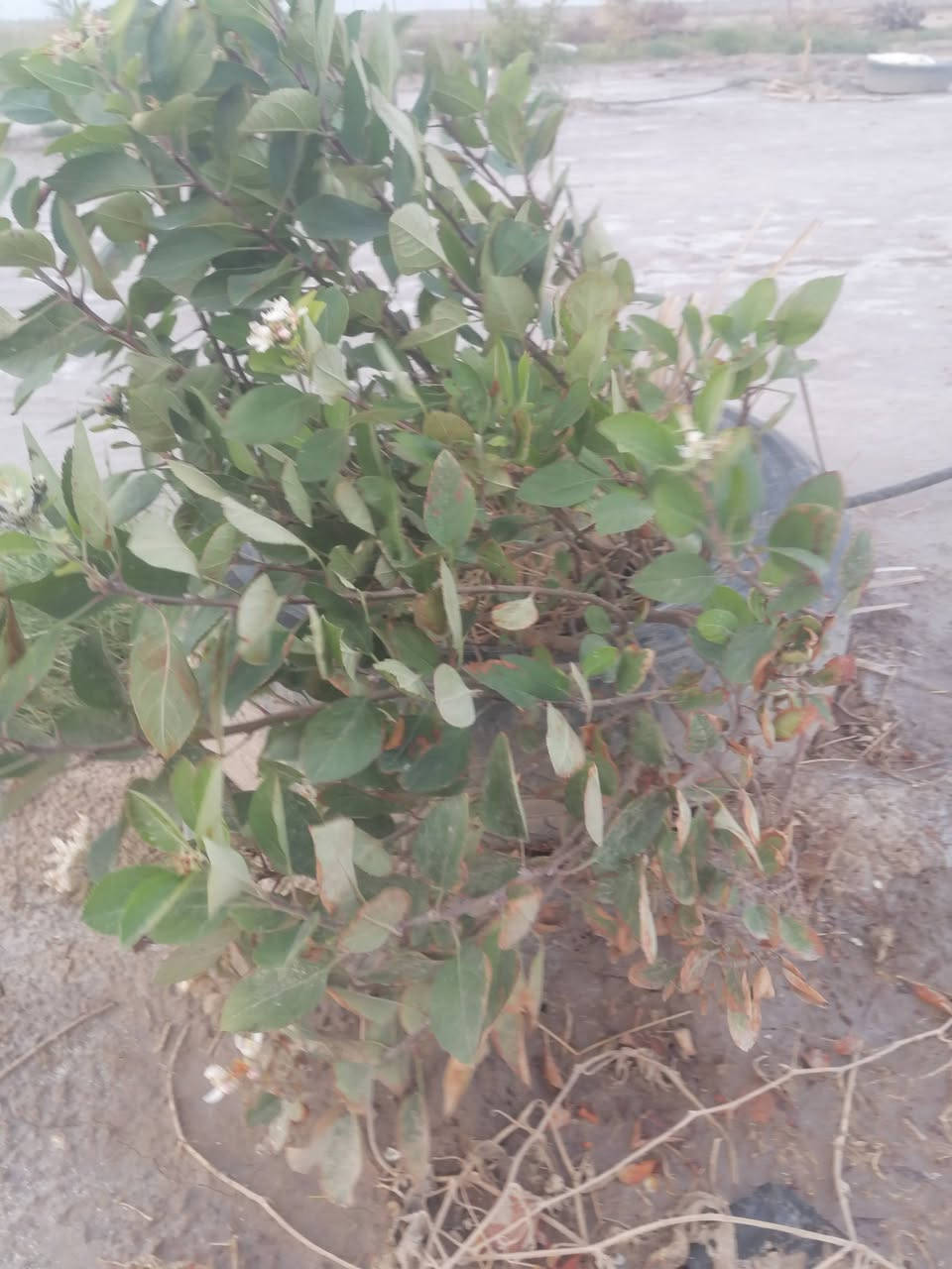 سلام عليكم
ارض زراعية دونمين للبيع في منطقة الفريحي قرب الامام الشريف ع مزروعه نخل وبعض الاشجار الضليه والمثمر وعليه شارع تبليط وكلشي قريب عليه ومايه من الشط الفرات وجهتة على تبليط مكانهن خرافي ***********  @جميع
