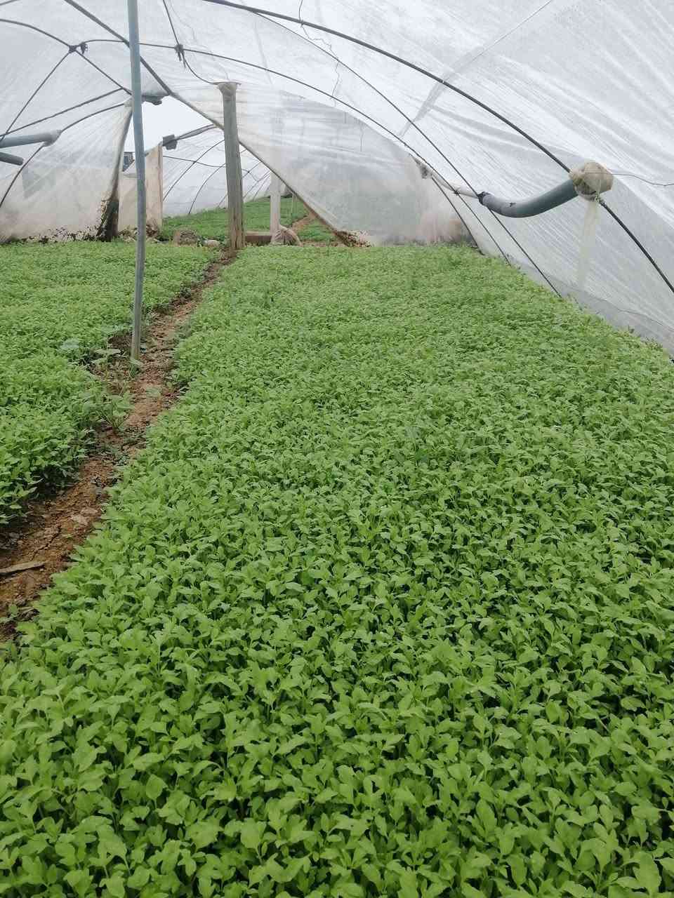 "يقدم "مشتل تجهيز الفلاح" باقة متميزة من المنتجات معالجة فطري وقائي علاجي التي تلبي احتياجات الزراعة والفلاحين على تحقيق أقصى استفادة من أراضيهم. إليكم أهم  منتجاتنا وخدماتنا مرتبة حسب الأهمية:
1: فلفل حار هندي فرولة روبة (لوح)+ قرص🌶️
2: فلفل اصباع بورصة تركي روبة ( لوح)+ قرص
4: فلفل اصابع الباشا روبة (لوح)  
5: فلفل اصفر اصباع جرن الغزال روبة(لوح) 
6: فلفل مدعبل شعاع روبة (لوح) 
7: فلفل مدعبل موديستو روبة (لوح) + قرص 
8:  باذنجان سامراء الرافدين روبة (لوح) + قرص🍆
9: باذنجان اخضر + باذنجان ابيض قرص
10 : طماطم 🍅 ذهبية82 قرص + روبة ( لوح) 
11: طماطم 🍅 نورة قرص كيس 
12: باميا بترة قرص (كيس) 
14: باميا بغداد محلي الصنف
15: خيار الامير + ركي🍉 +بطيخ 🍈 قرص
بأدارة : نجم ابو إسلام 
العنوان:  الموصل قضاء الحمدانية 
ناحية النمرود قرية العباس والنجفية
موبايل 📱 ***********
ملاحظة جلب صناديق (سلات)  لتعبئة الشتل
