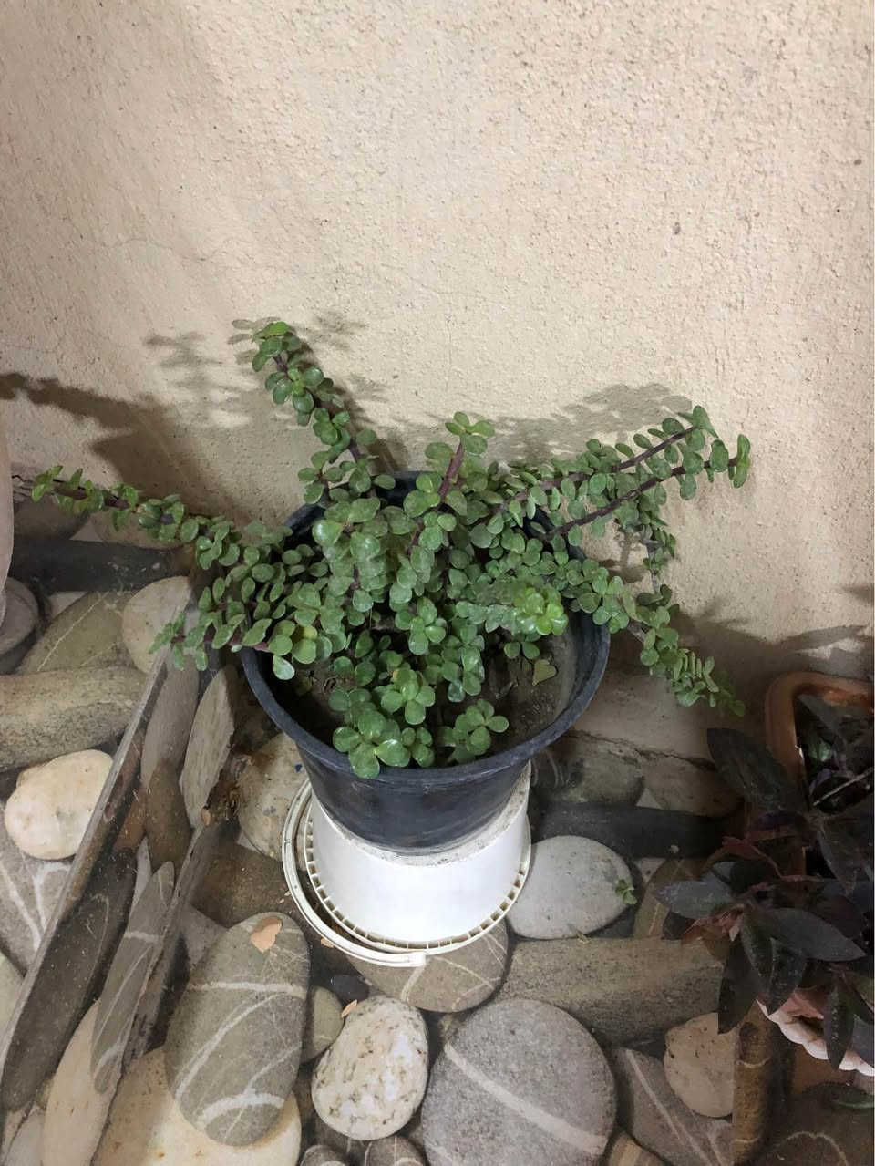 ١٣ زرع بيهم داخلي خارجي وياهم اضاءه لزرعات داخلي كلهم ويا نشره٧٥ الف كركوك, العراق


**إذا كنت صاحب هذا الإعلان وتريد حذفه لأي سبب، رجاءا أرسل رسالة إلى الدعم الفني**