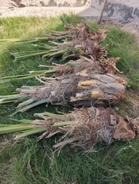 مكلف بل نشر      .   للبيع فسلان  خظراوي  درجه اولى تواصل  07828929531