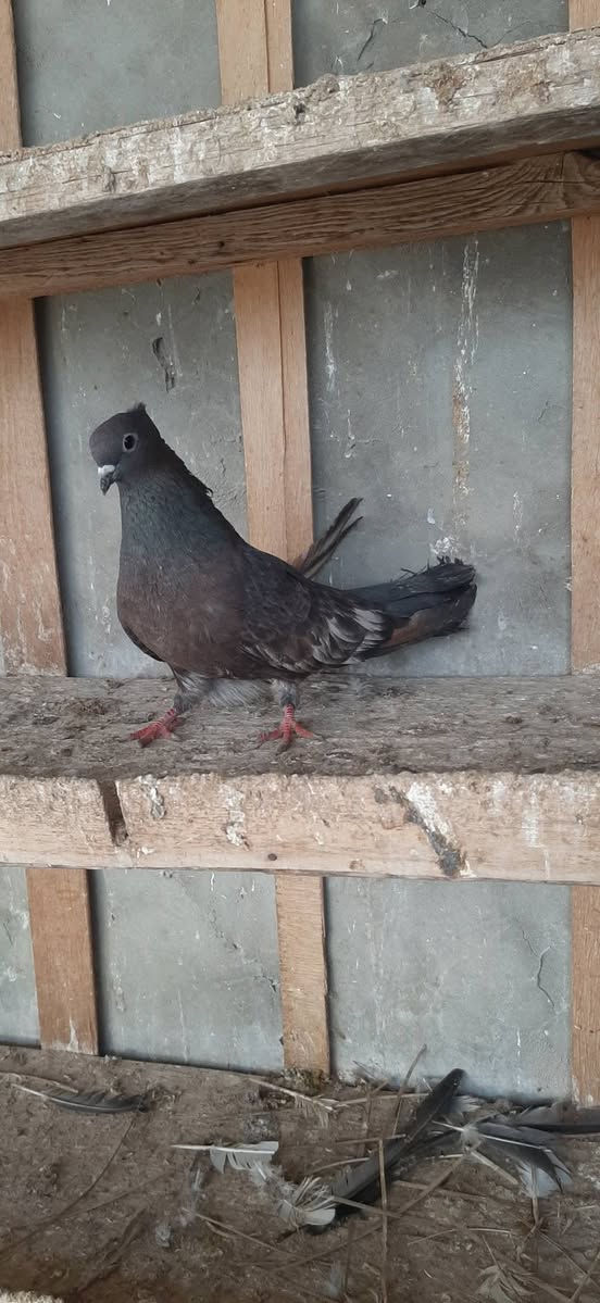 متاح زوجين كعاكيل الفحله بيذنجانيات والطواير زنجاريات مثل ماواضحات بالصوره سعر الزوجين ب 40 مجالهن بصيط المكان تكريت عوينات ***********
