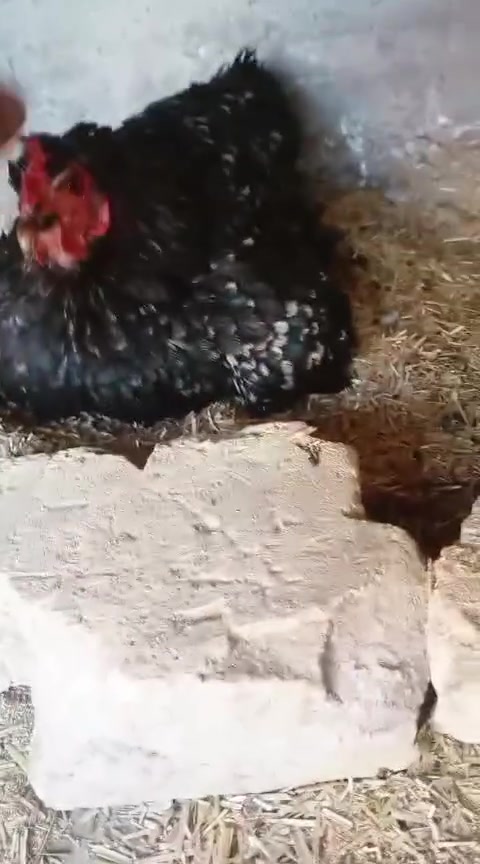 السلام عليكم للبيع ثنين كرك وحده بياضه وثنين ديوجة المكان واسط النعمانية سعر ٦٠ كلهن


**إذا كنت صاحب هذا الإعلان وتريد حذفه لأي سبب، رجاءا أرسل رسالة إلى الدعم الفني**