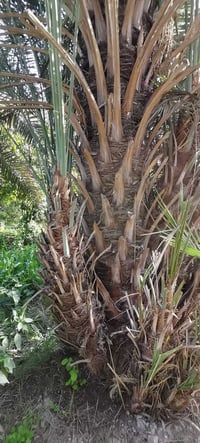 متـــــوفــــر كــــراااااااين زهدي مثل ماواظح بالصوره متـــــوفــــر ...