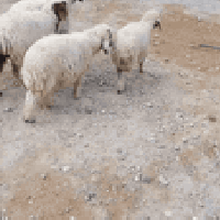 ٦ خرفان • ٤ فطايم • ٢ طليان