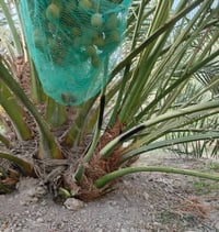 حرات اصليات • تمر خشنه • واسط