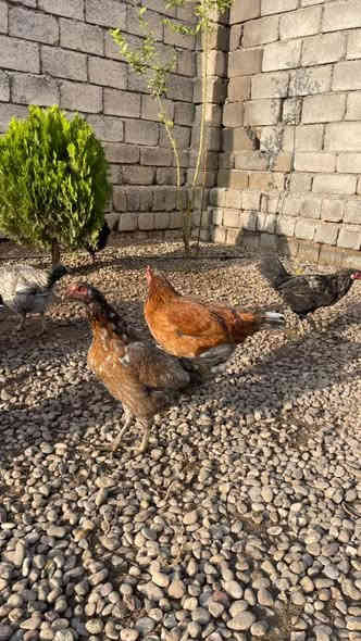 السلام عليكم  للبيع 

بصره مال السنه ديجين سعر التك ٥٥

 بصراويتين سعر التك ٢٥ 

دجاج العدد ٧ سعر الفروجه ١٠ 

ديوك دجاج مال السنه العدد ٣ سعر الديج ١٠ 

قرية السفينة  ***********
