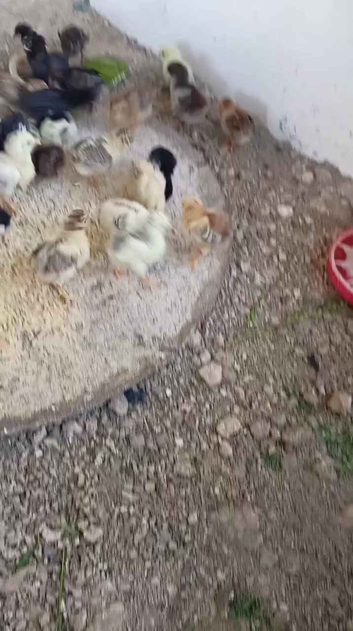 مفقس بيض للبيع فول اوتوماتيك تقليب من 104 الى 156 بيضه نسبه النجاح 90%


**إذا كنت صاحب هذا الإعلان وتريد حذفه لأي سبب، رجاءا أرسل رسالة إلى الدعم الفني**