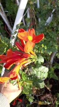 ورد سلطاني • متسلق مرجان برتقالي • زعرور جبلي