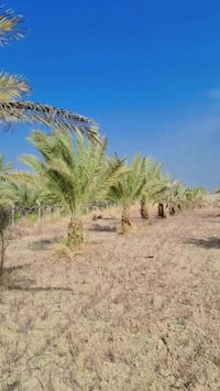 كربلاء • ناحية الإمام عون • أرض