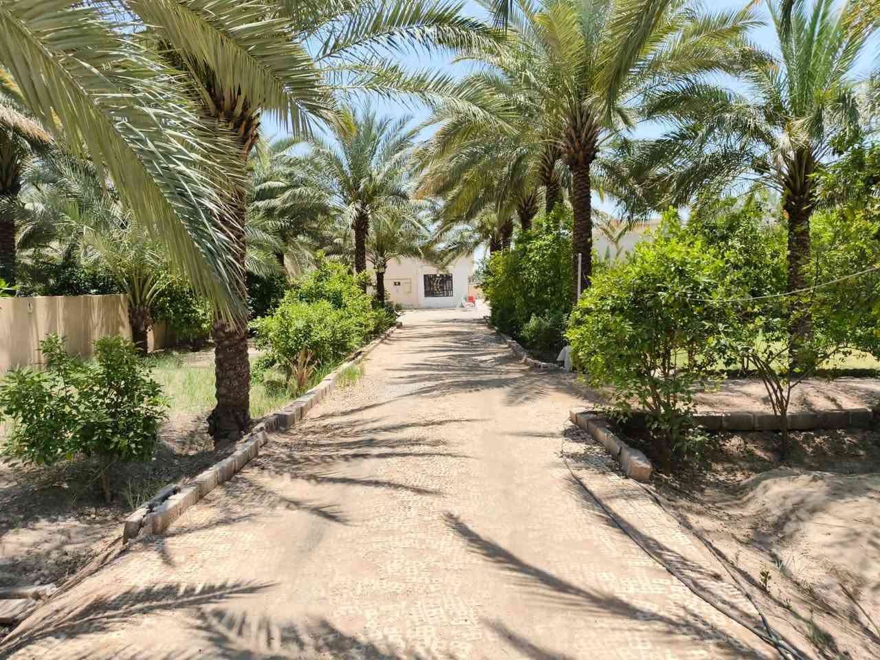 السلام عليكم
للبيع 1 دونم مساحة 2500 طابو زراعي سند 25 مكون من 5 بيوت 🏠  كل بيت مساحة البناء 150م مجهز من كلشي بناء طابوق مع حديقة 🏡 واسعة ونخيل 🌴وكراج سيارات 🚗
عنوان واسط الصويرة الشاملة قرب محطة شرق البصرة يقع الدونم على شارع العام للاستفسار على الأرقام /***********
‏‪***********‬‏
