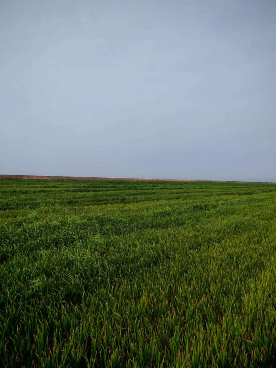 ارض زراعية سند ٢٥ ملك في محافضة واسط الزبيدية تحتوي على مشيدة ٣ بيوت واحد متكامل مع بيتين بناء هياكل صدر الارض شاطئية تبليط نزالها ٦ كيلو متر واجهية ٤٠م تفتح الارض سعر دونم ١٥مليون بي مجال هاتف ***********7 مكتب الزيدي للعقار
