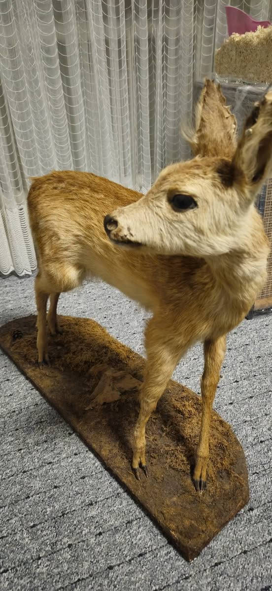 غزال محنط الماني للبيع   كل أجزاء أصلية ما عدا العيون لأن العيون لا تحنط


**إذا كنت صاحب هذا الإعلان وتريد حذفه لأي سبب، رجاءا أرسل رسالة إلى الدعم الفني**