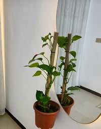 نباتات داخلية • للبيت