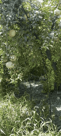 مزرعه دونم للبيع منطقه دلبي قرب سيطره الوكا دفت و٥٠ ورقه ***********
