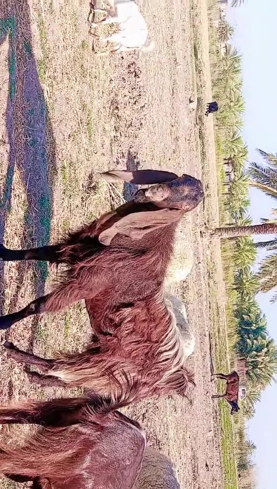 لي يدور مشروط من كل عيب خلي يتقدم مكاني بابل جبله توصيل ماكو ////***********
