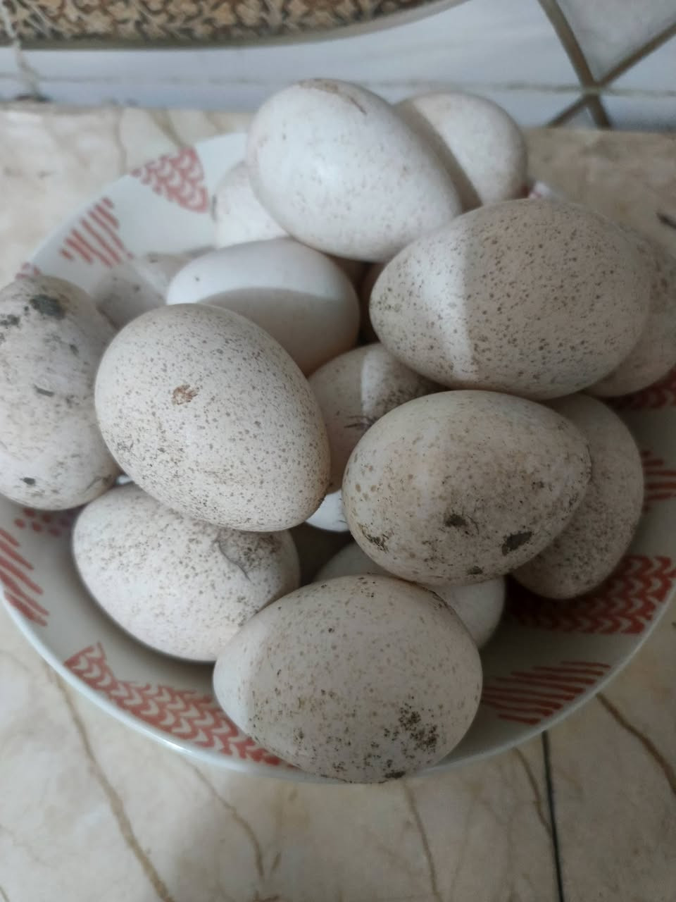 1_ متوفر بيض 🥚🥚 بوب وايت المغرد 🎼 الامريكي اللون الاصفر والثلجي عدد البيض المتوفر ٢٧ بيضه قابل للزياده عمر البيض ٥ ايام
2_ متوفر بيض🥚🥚 فسيفسات🦃 عرب عدد ٢٠ بيضه قابلات للزياده عمر البيض ٦ ايام فقط مخزونات خزن صحيح 
العنوان بابل المسيب 
هـ 📞/ *********** متوفر اتصال وماسنجر واتساب
