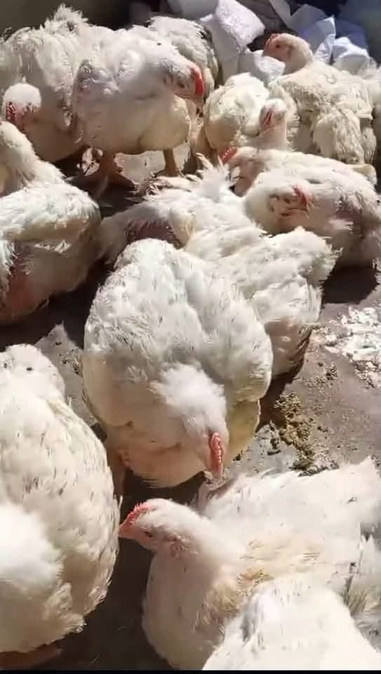 #مسكوف #بغدادي  سمك تازه دهين باطيب الصلصات والعمبه واليمون والبصل #سمك مقلي مقطع حسب الطلب #دجاج مشوي على الفحم 

#سمك كاريبي دهين تازه حي كيلو5750🐠🐟🐬

مسكوف كيلو 9 🐟🐠

ثرب وحلبلاب كيلو ب4

دجاج ذبـ ح 🐣

افخاذ و اجنحه🐥

خبز بيت 5 بالف🫓🫓
لبن عرب كيلو ب2🫙🫙


**إذا كنت صاحب هذا الإعلان وتريد حذفه لأي سبب، رجاءا أرسل رسالة إلى الدعم الفني**