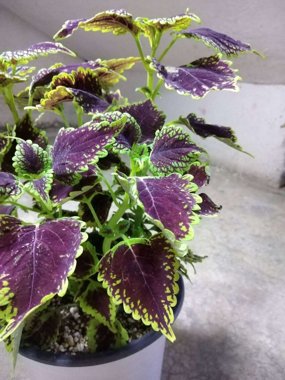 جمال لسجاد 🌺🌿
✨ ورود يومية بأجمل الألوان
🚚 توصيل مجاني داخل هبهب
📍 أقرب نقطة دالة: قرب مدخل المجمعات
📩 للطلب مراسلتنا خاص


**إذا كنت صاحب هذا الإعلان وتريد حذفه لأي سبب، رجاءا أرسل رسالة إلى الدعم الفني**