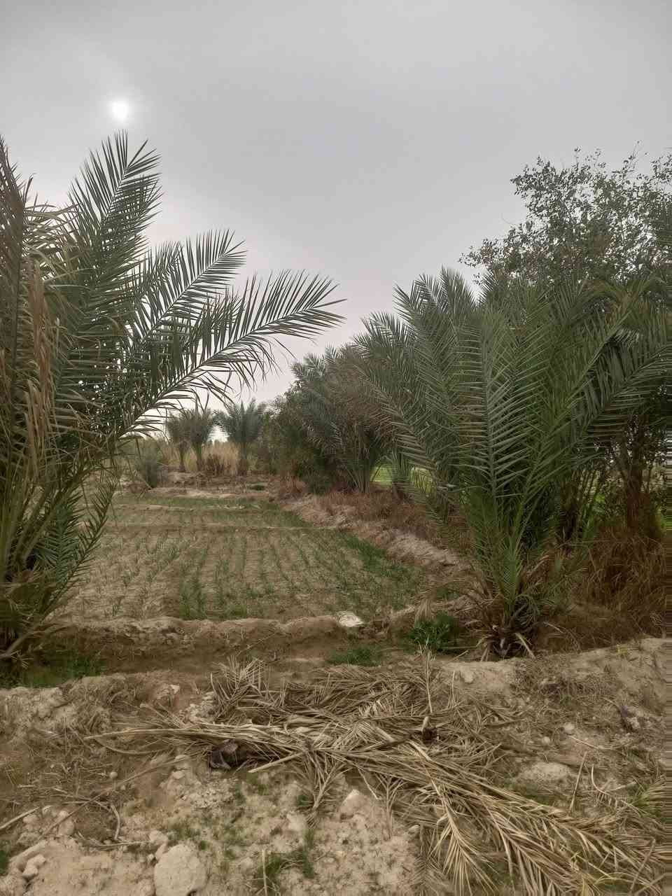 سلام عليكم ارض زراعيه مساحه ٣دونم زراعي تحتوي ع بئر ومكينه گاز 16حصان وماطور كهرباء 10حصان وتبعد عن الشارع الرئيسي التبليط 150متر سعر الدونم ٢٣ مليون مع المجال الموقع نجف كوفه براكيه الجنوبيه للاستفسار الاتصال
***********
***********
