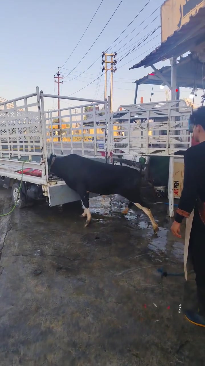 اللهم صلي على محمد وآل محمد الطيبين الطاهرين
اليوم بتاريخ 6/28يوك الاحد
يوجد خدمه توصيل داخل شهربان ***********
