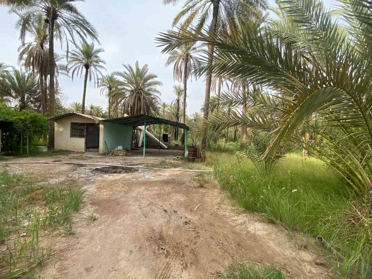 بيع مستعجل بيع مستعجل 

بستان دونم بسعر جدا مناسب جاهز  افلاحه املاجه سكي سيح بير __٤٠نخله جميع اشجار  والفواكه متوفر جلسه مشاوي وغرفه حارس وصحيات مسيج بي ار سي جاهر __
 سند ٢٥ تحويل طابو الحسينية بسعر __١٠٠ مليون فقط
  الأستفسار  اكثر اتصال ع رقم الهاتف
__ 🤳***********__

