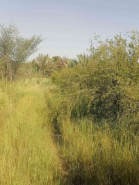 طريق السنيه • طابو زرعي • واجهة ٢٥م