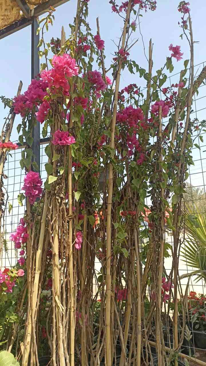 أهلاً وسهلاً بكم في مشتل ورد البنفسج 
وصول وجبه جديده من الأشجار والورد الجوري والمتسلق والورد الزينه الموسمي والدائمي


**إذا كنت صاحب هذا الإعلان وتريد حذفه لأي سبب، رجاءا أرسل رسالة إلى الدعم الفني**