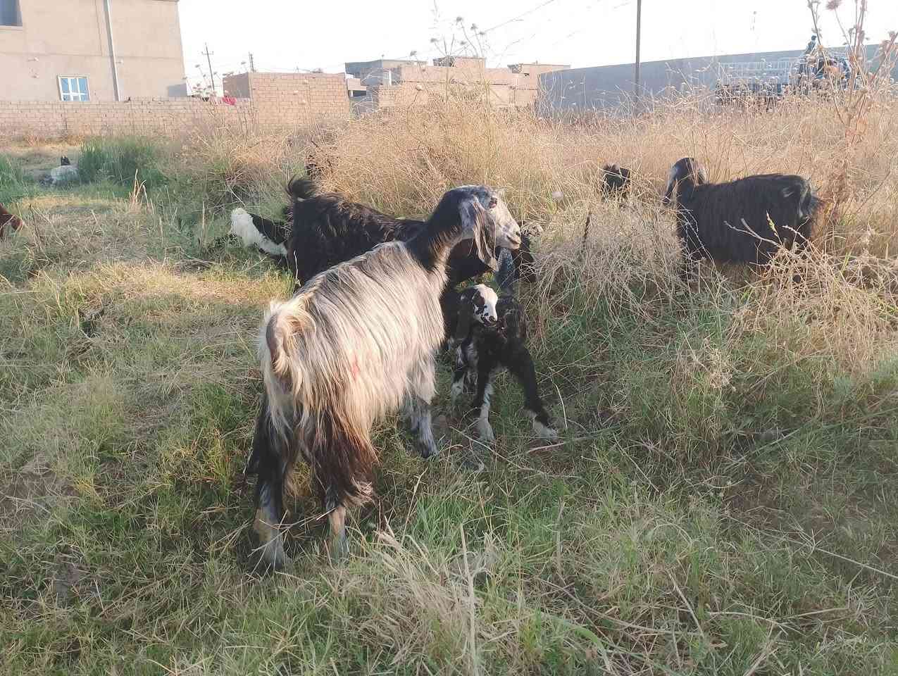 السلام عليكم معز 40عنز 9وراهن توام والباقي فرداويات و3لجاب الشرقاط قريه العيثه و4دجات والرزق على الله ***********
