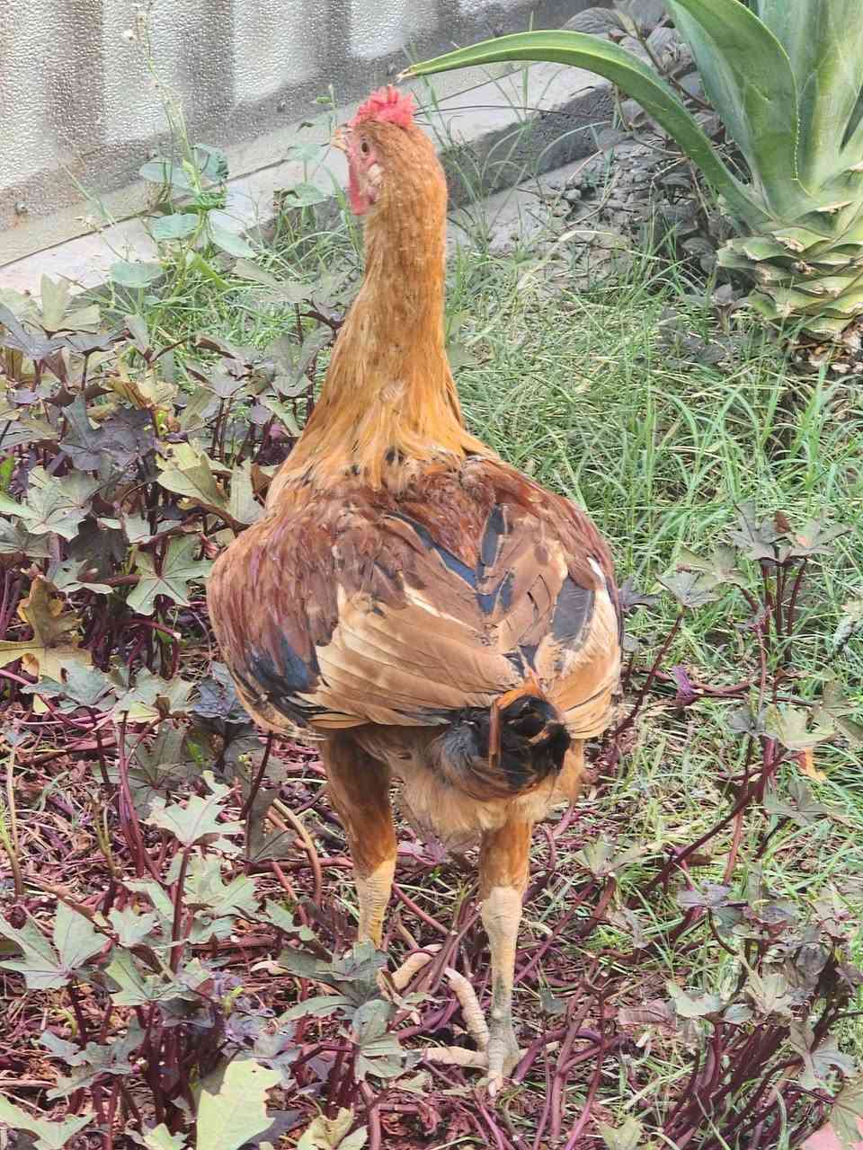 دجاج عرب ديجين ودجاجه بياظه للبيع بالزعفرانيه شارع المعهد الدجاجه بياظه ب٧٥


**إذا كنت صاحب هذا الإعلان وتريد حذفه لأي سبب، رجاءا أرسل رسالة إلى الدعم الفني**