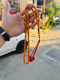 سندلوس ترگي • ٥١ حبه • حي اور