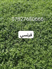 في بداية الموسم الجديد نعلن لكم بيع الثيل الهندي #درجة اولى خضار ١٠٠./...