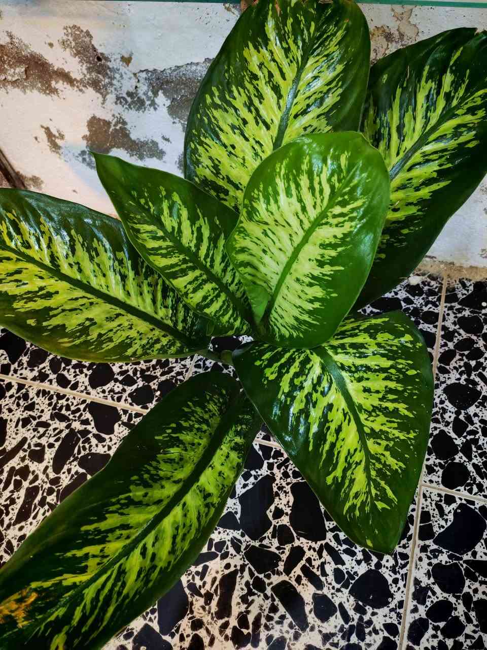 على بركة الله تم وصول نباتات ضليه طبيعيه فول جمال وراحه نفسيه 🥰


**إذا كنت صاحب هذا الإعلان وتريد حذفه لأي سبب، رجاءا أرسل رسالة إلى الدعم الفني**