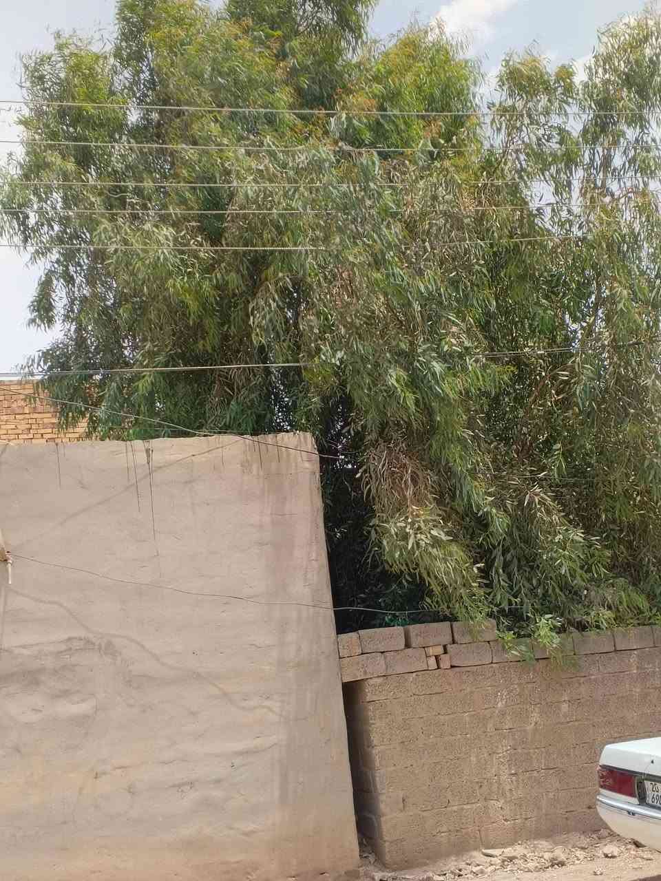 سلام عليكم شباب عدنه شجرة قلم طوزه ريد اكصهة سونه تاك الو منشار كصهة وياخذهة بلااش علي طالب العلياوي


**إذا كنت صاحب هذا الإعلان وتريد حذفه لأي سبب، رجاءا أرسل رسالة إلى الدعم الفني**