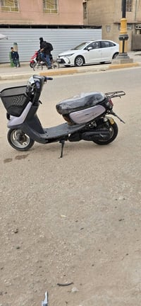 منغولي • شغاله • كربلاء