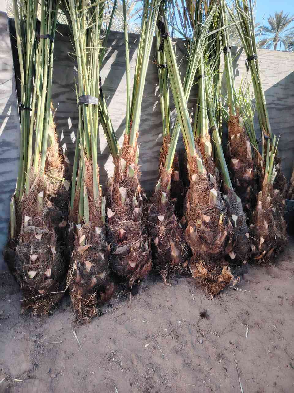 سلام عليكم يوجد فسأل برحي مكتومي قرفلي جبجاب بريم مجهول بلكه عنوان بابل قرب سيطره ر***********
