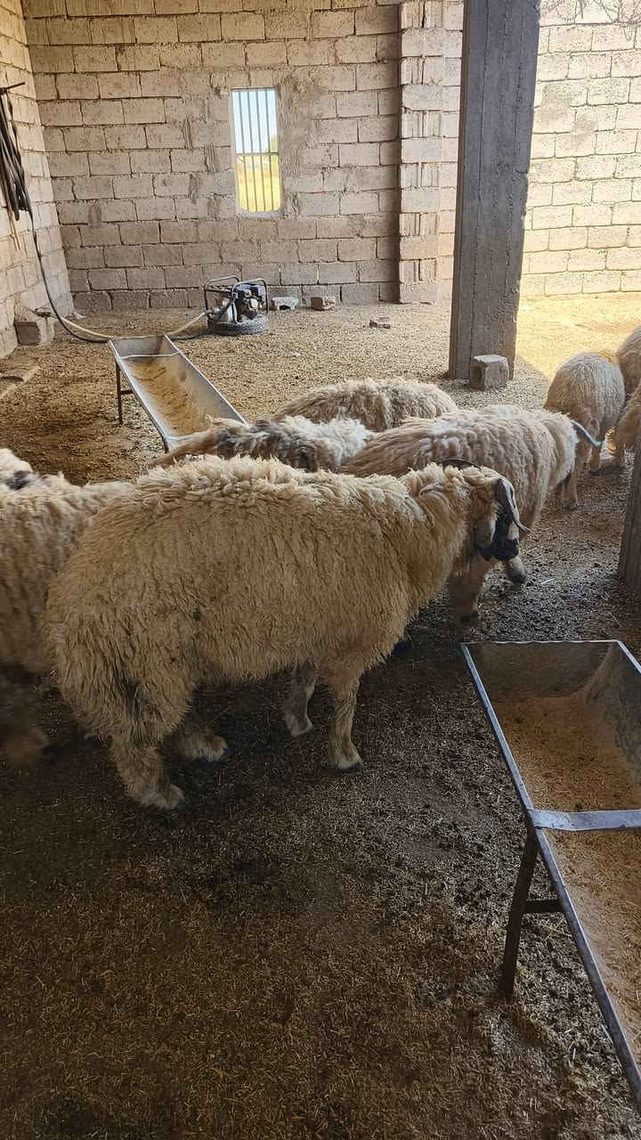 للبيع
طليان ذبايح درجة أولى 

ويرهمن أفحل

سعر الزوج 900وبي مجال 

للاستفسار أكثر اتصل ***********

