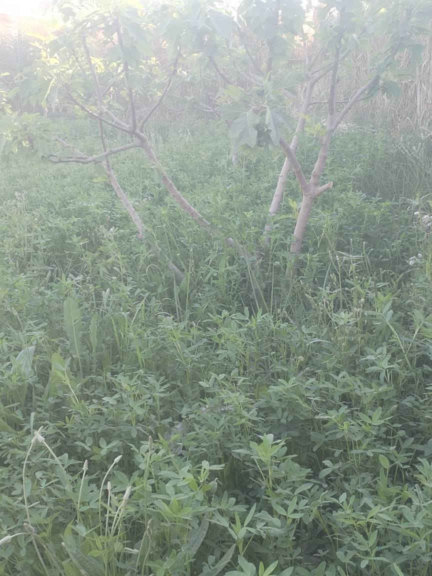 دونم يبعد عن الشارع العام 150م على طريق السنية جهته الزوار خدمات كامله طابو زرعي  سند 25 للاستفسار *********** ديوانية, القادسية
