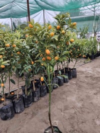 برتقال ياباني • قزم • هبهب عرب شوكه