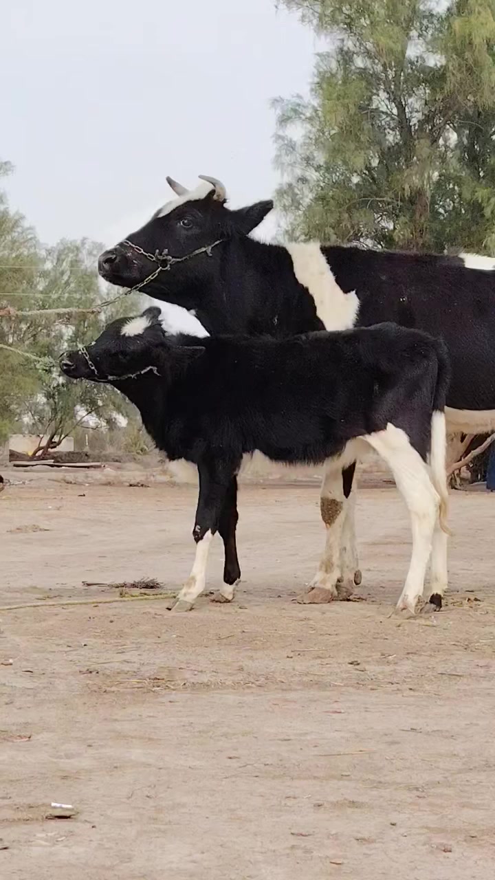 يا الله هاشه لبيع فريزية زراعية أم ثاني بطن وراها بجر فريزية زراعية وماخذه لفحل صار 6 مفحوصه سونار وتحلب صاحبت ماعون وشطر حره يواحد يحلبهه مالت جناي مجنيه مالت بيت خشنة فول شرط لحليب ودسامه خير من الله وينه ليدور زين مشروطه كافه شروط لجني لسعر 2950 لمكان بابل شوملي لسفسار ***********
