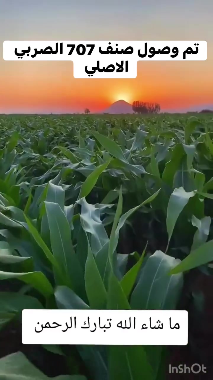 تم وصول صنف الذرة 707 الاصلي شرط الانبات والشركة 
للحجز الاتصال 
***********
***********
@
