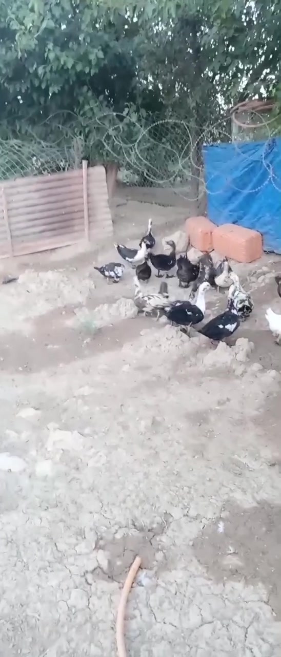 السلام عليكم
بط مصري للبيع


**إذا كنت صاحب هذا الإعلان وتريد حذفه لأي سبب، رجاءا أرسل رسالة إلى الدعم الفني**