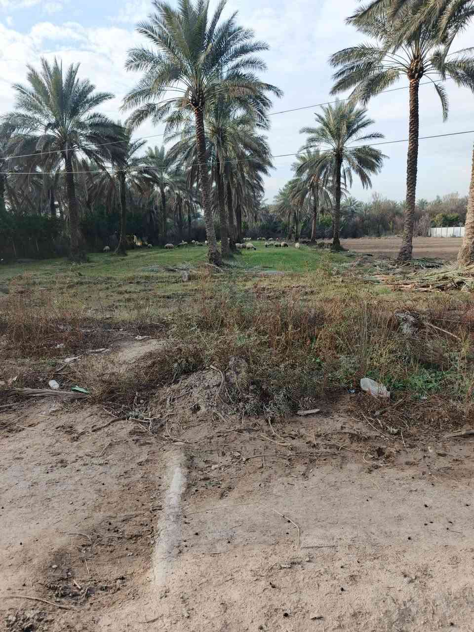 سلام عليكم للبيع دونم و500 متر سند 25 تحويل مباشر بسم المشتري بغداد الراشدية قرية العراكنة تبعد عن ناحية ربع ساعة وعن شارع العام طريق بغداد كركوك كيلو كهرباء ماء سقي ماء اساله تصلح سكن مزروع نخل واجه 30نزال 100 ملك صرف كل خدمات كامله يبعد عن تبليط 600متر سعر 150 وبي مجال ***********
