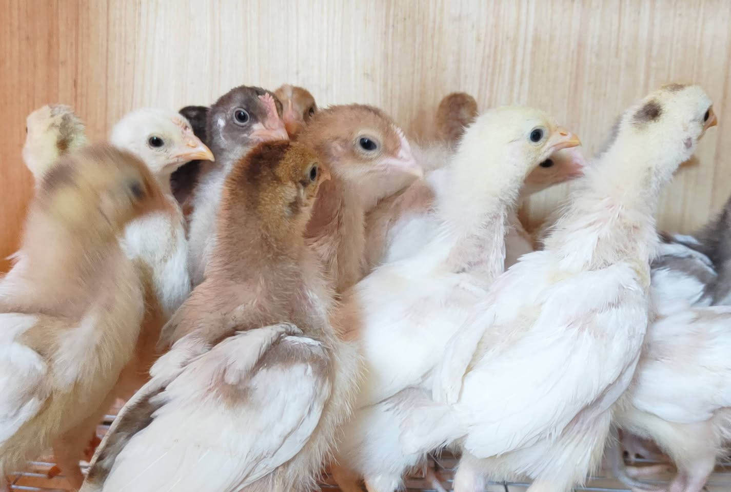 متوفر 8 أفراخ من الامهات المعروضة 

الزوج 10 

مكان كوفة يوجد توصيل داخل النجف 

***********
